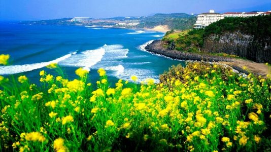 Thời điểm đẹp nhất để du lịch hòn đảo Jeju là vào tháng 4-6 hoặc tháng 9-10 hàng năm