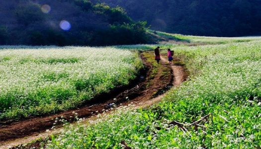 Chuyện trò trên đường về – Con đường hoa cải trắng Hà Giang