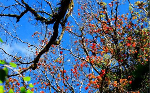 Bạn sẽ được ngắm lá phong đỏ tại công viên quốc gia núi Bidoup