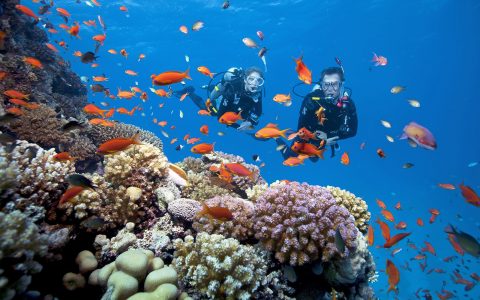 Lặn biển ngắm san hô – hoạt động hấp dẫn nhất vịnh Vân Phong