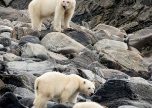 Vườn quốc gia Torngat là nơi sinh sống của gấu Bắc cực.
